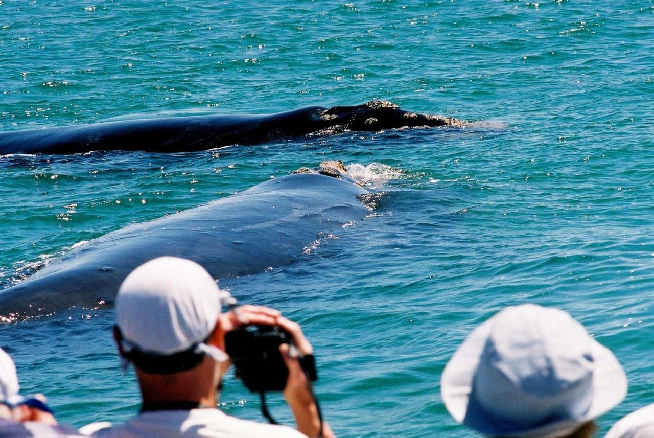هيرمانوس The Whale On Main B&B المظهر الخارجي الصورة